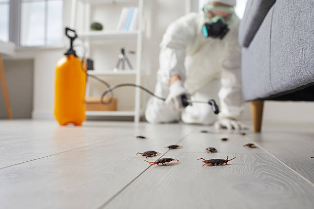 Commercial Kitchen Cockroach Control in Carlsbad
